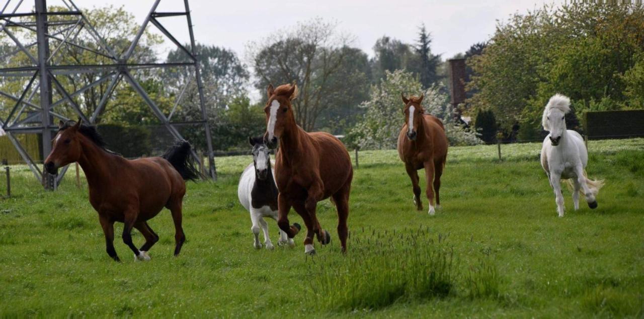 Ferme De La Forterie Verlinghem Eksteriør billede